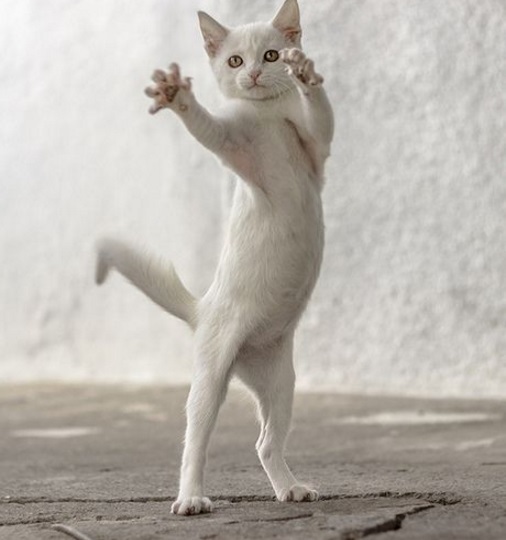 Cat Dancing Like Michael Jackson