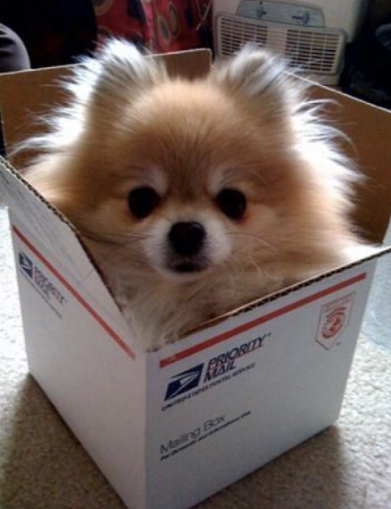 Dog in a Box