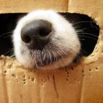 Top 10 Comfortable Looking Dogs In Boxes