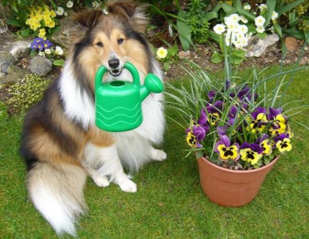 Top 10 Green Pawed Dogs Doing a Spot of Gardening