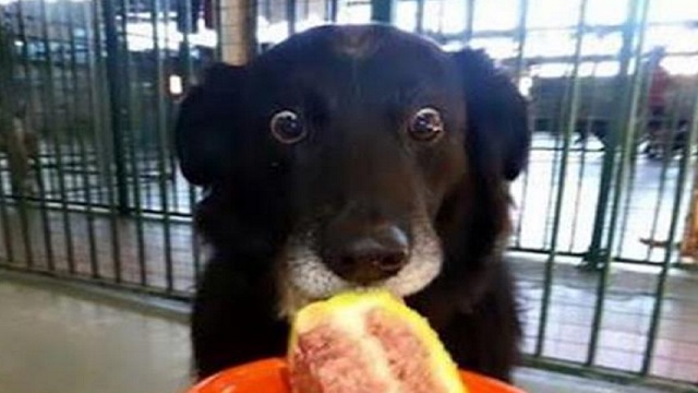 Top 10 Sponge Munching Dogs Who Love Cake