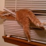 Top 10 Tangled Up Cats Who Hate Blinds
