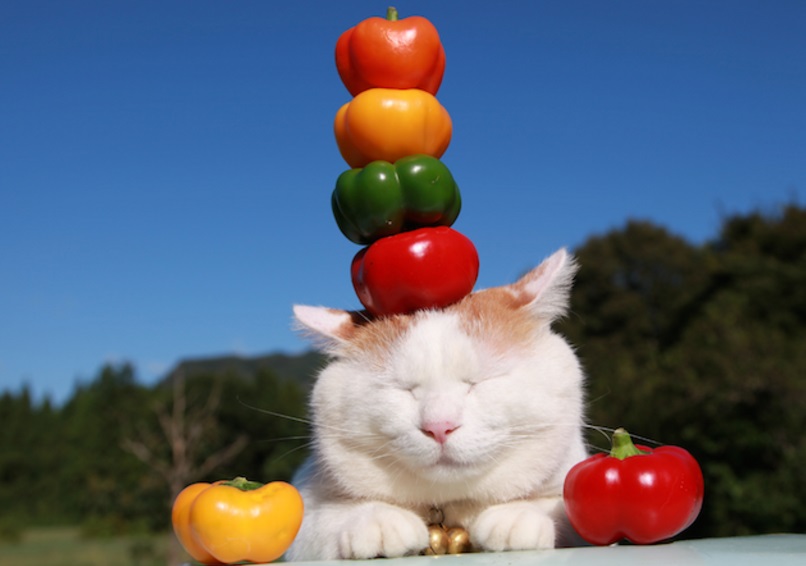 Top 10 Very Talented Cats Balancing Things on Their Heads