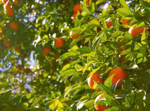 India Orange Production