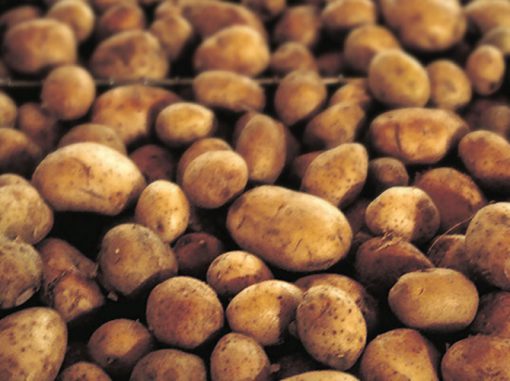 Bangladesh Potatoes
