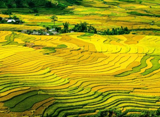 China Rice Production