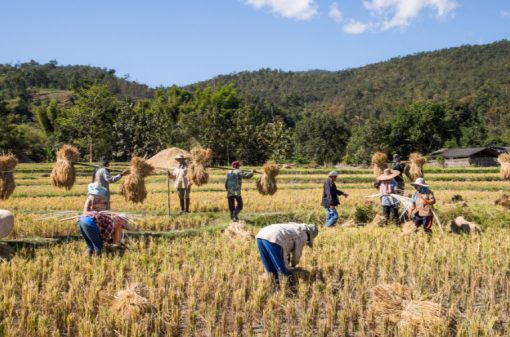 Myanmar Rice Production