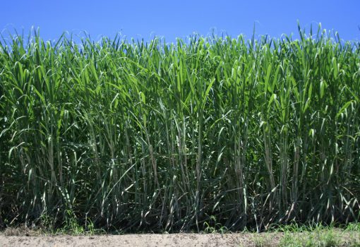 Sugar Plantation Australia