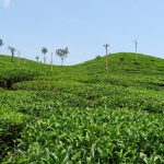 The Top 10 Most Tea Producing Countries in the Entire World