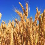 The Top 10 Most Wheat Producing Countries in the Entire World