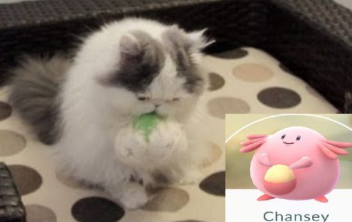 Cat Looks Like a Chansey