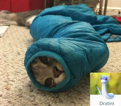 Cat Looks Like a Dratini