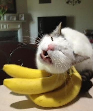 Cat Rubbing on a Bunch of Bananas