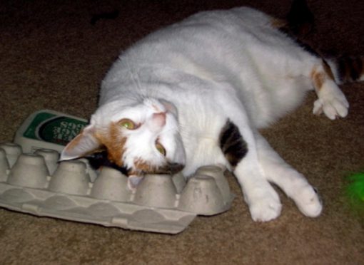 Cat Rubbing on an Egg Carton