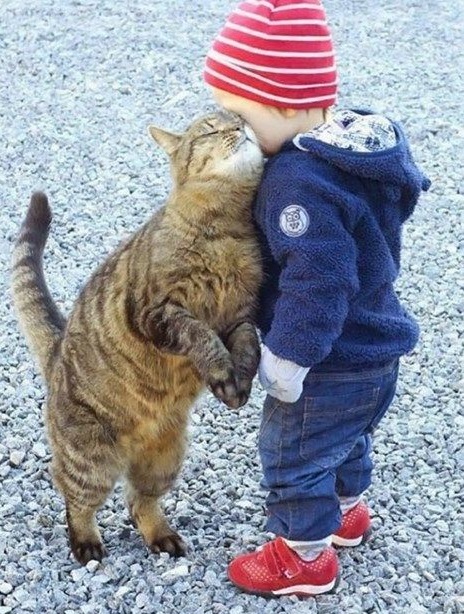 Cat Rubbing on a Child