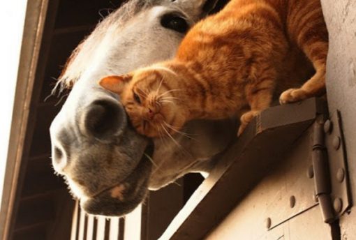 Cat Rubbing on a Horse