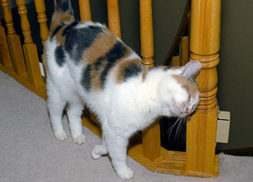Cat Rubbing on a Staircase