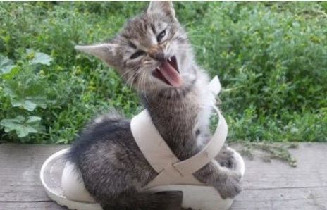 Cat Tangled Up in a Shoe