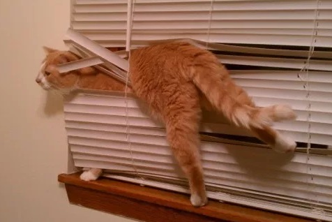 Cat Tangled Up in a Blind