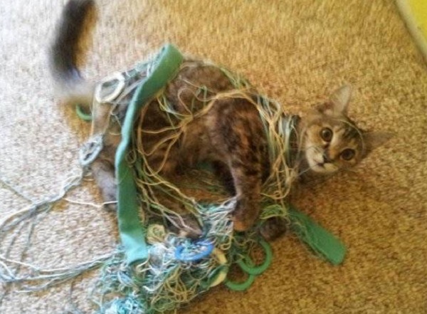 Cat Tangled Up in Wool