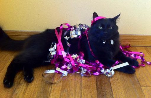 Cat Tangled Up in Party String