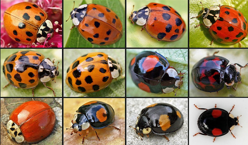 ten-amazing-types-of-ladybird-and-where-to-find-them