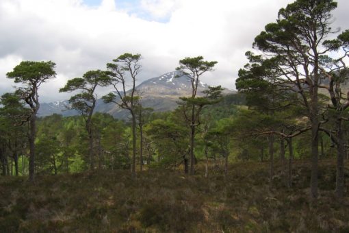 Affric Forest, Scotland