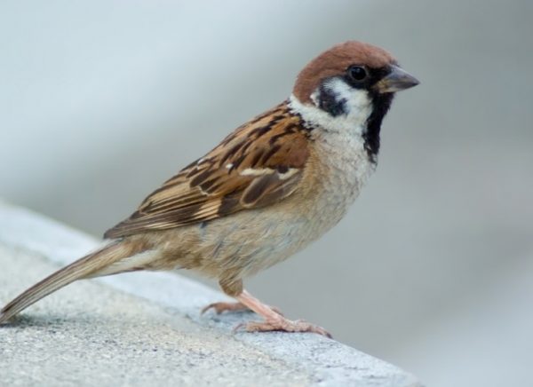Hedgerow Sparrow