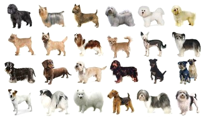 The Top 10 Most Popular Breeds of Dog in the World