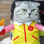 Top 10 Corporate Loving Brand Name Cat Costumes