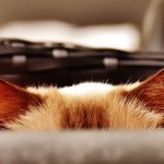 Top 10 Funny Cats Ears and How They Give the Game Away