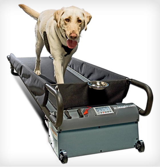 PetZen Dog Treadmill