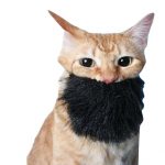 Ten Cats With Beards Who Are More Than a Man Than Most Men