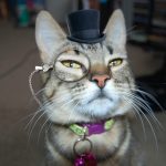 Ten Super Rich Dapper Cats Wearing Top Hats