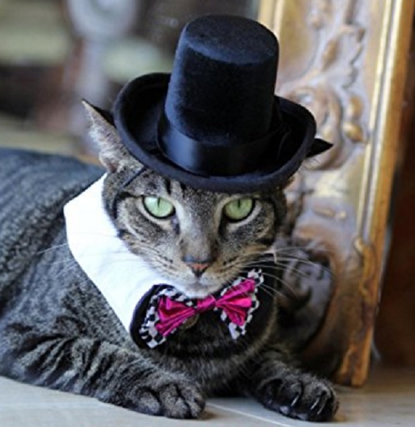 Ten Super Rich Dapper Cats Wearing Top Hats