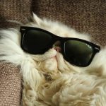 Top 10 Ways To Cool Down Your Cat This Summer