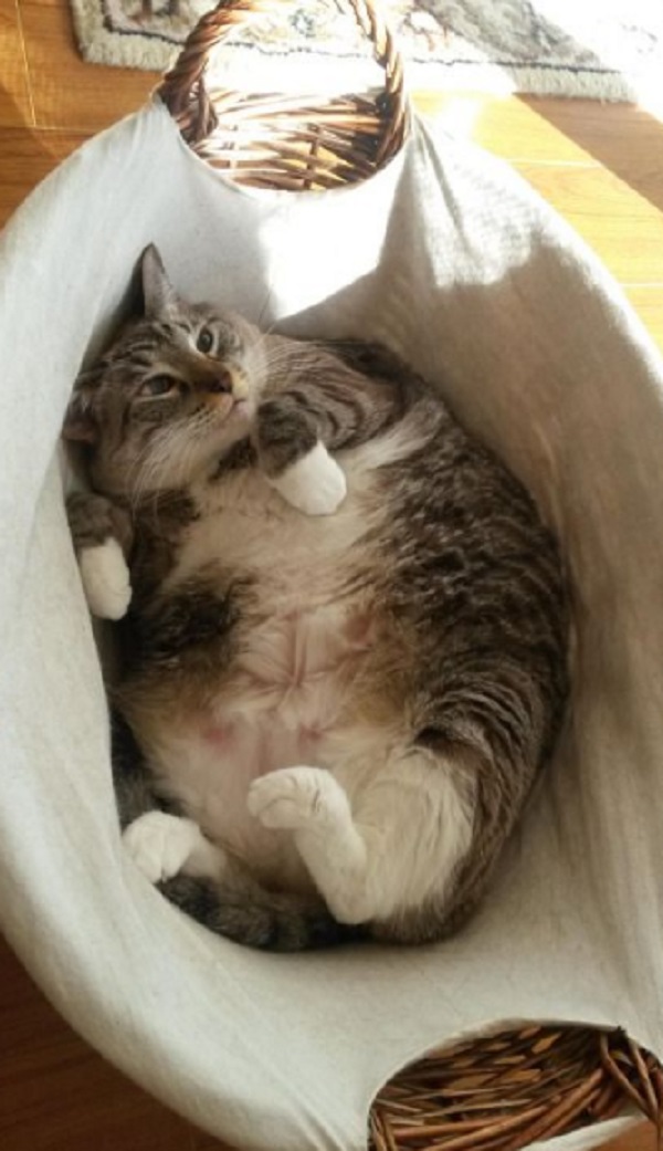 Sign Your Cat Is Putting on Some Extra Weight