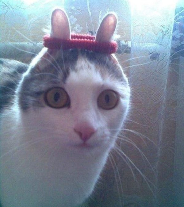 Cat With Funny Ears