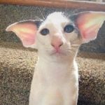 Ten of the Strangest, Funny and Most Unusual Cats Ears