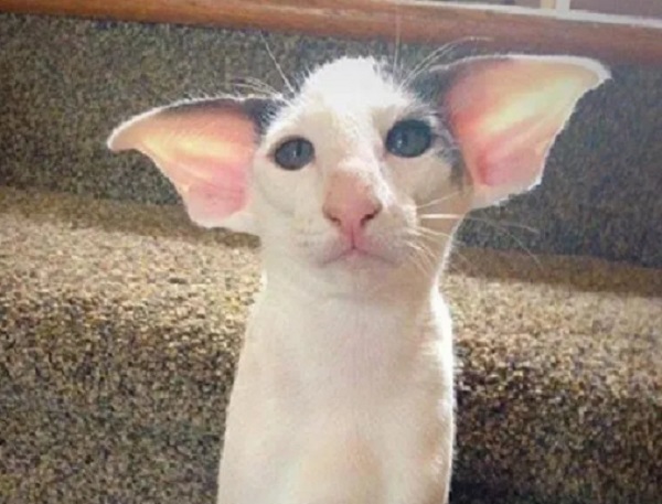 ten-of-the-strangest-funny-and-most-unusual-cats-ears