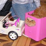 Top 10 Amazing and Unusual Cat Gifts They Will Love