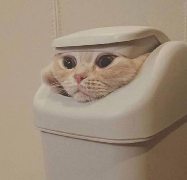 Cat in a Bin