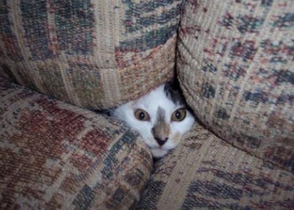 Cat in a Sofa