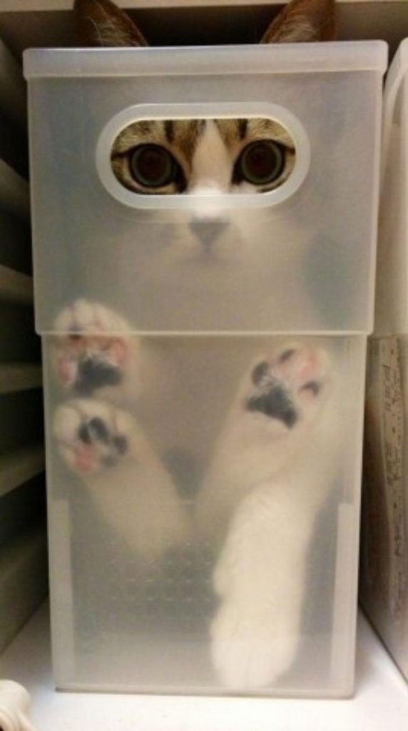 Cat in a Storage Tub