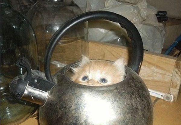 Cat in a Kettle