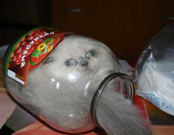 Cat in a Jar