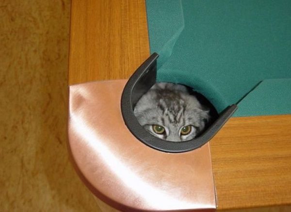 Cat in a Pool Table