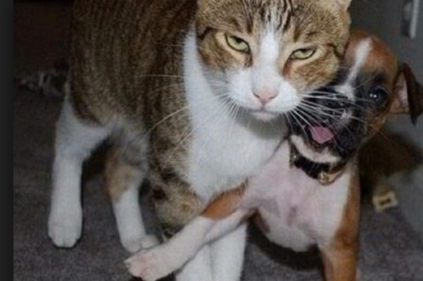 Ten Cats Who Hate Dogs and Are Not Afraid to Show It