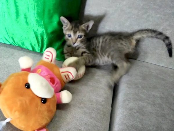 Cat Attacking Toy Animal