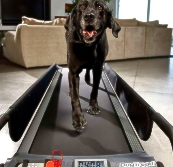 DogTread Treadmill